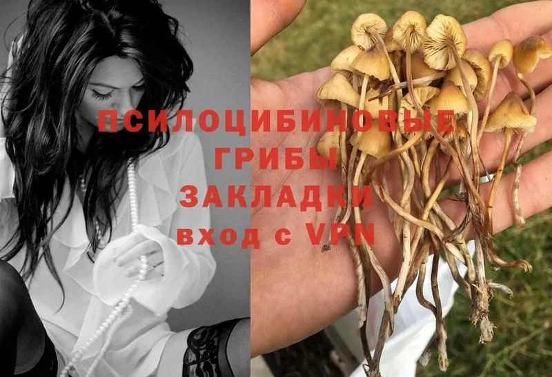 Псилоцибиновые грибы Psilocybine cubensis  что такое наркотик  даркнет какой сайт  Заволжье 